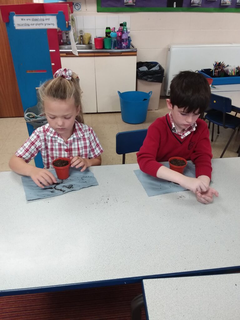 Growing cress, Copthill School