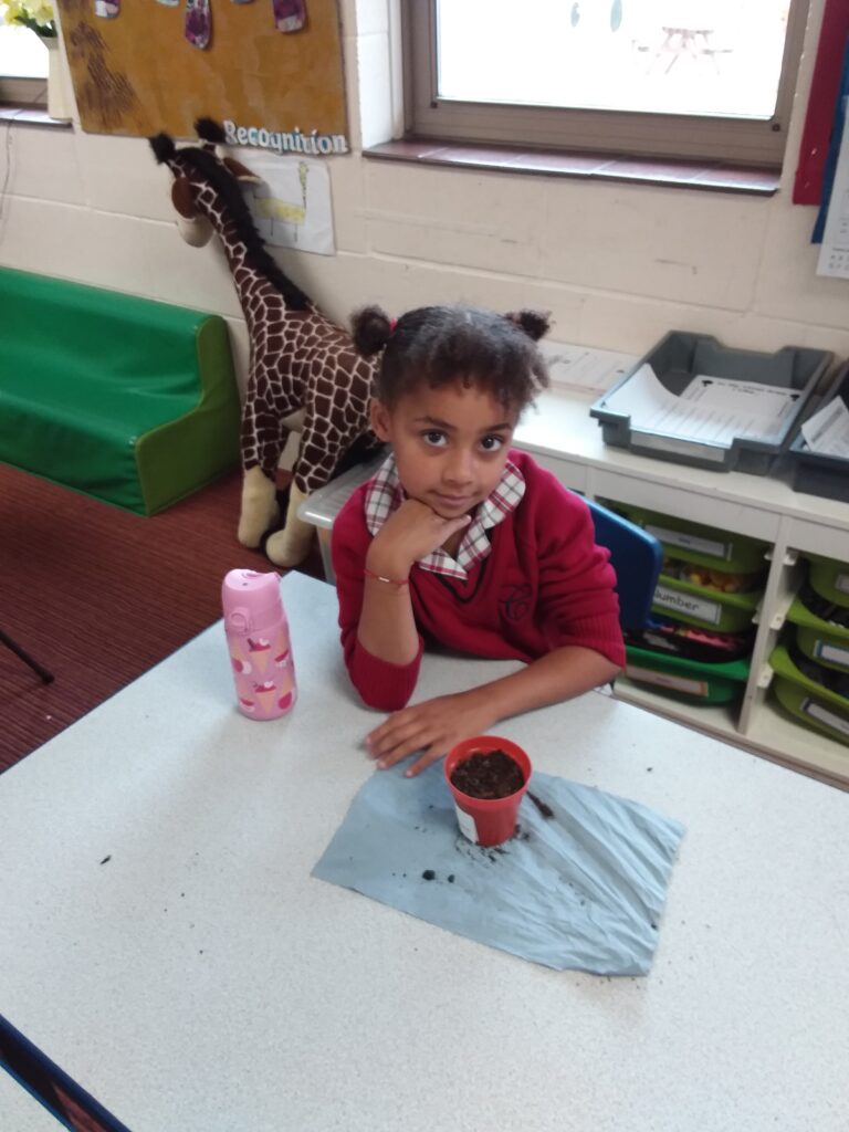 Growing cress, Copthill School