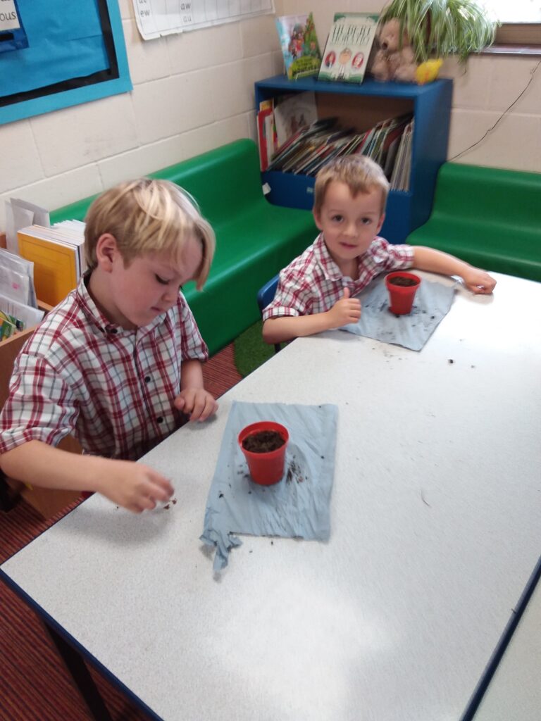 Growing cress, Copthill School