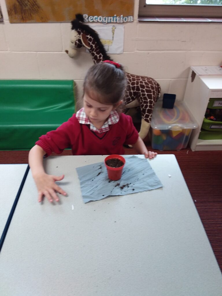 Growing cress, Copthill School