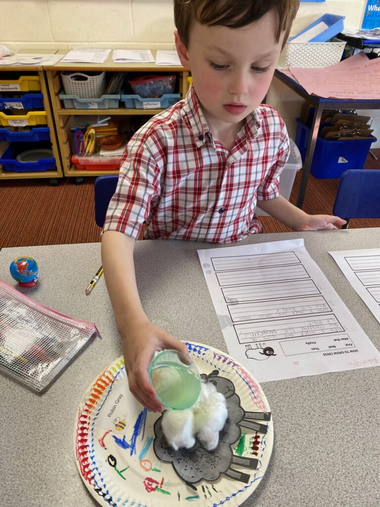 Cress growing sheep!, Copthill School