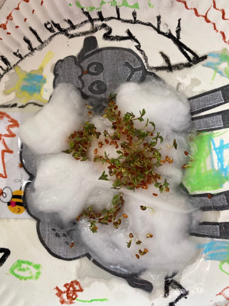 Cress growing sheep!, Copthill School