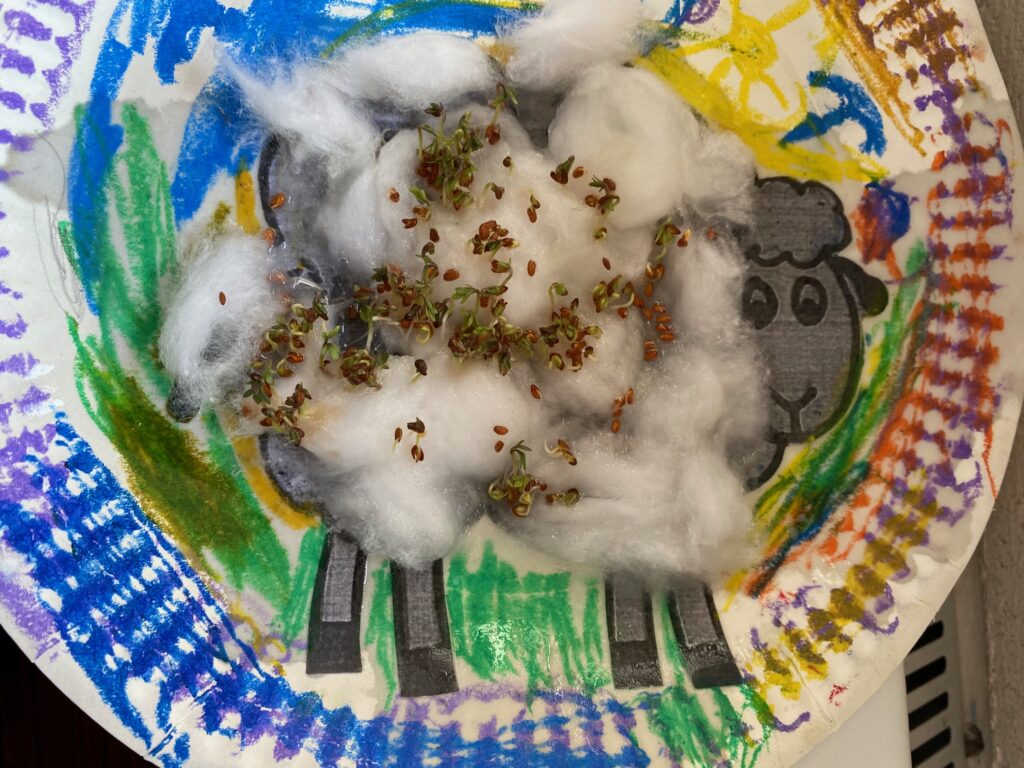 Cress growing sheep!, Copthill School