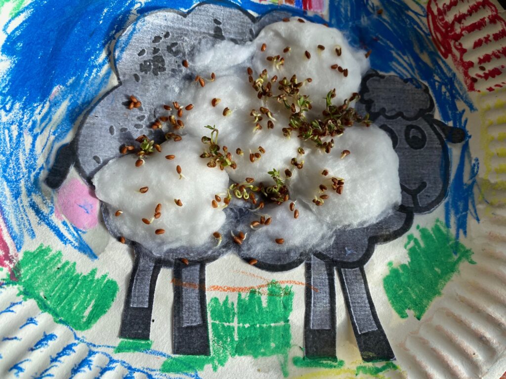 Cress growing sheep!, Copthill School