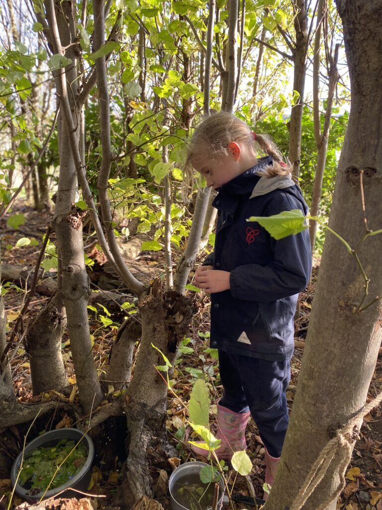 Dinosaur Stomp, Copthill School