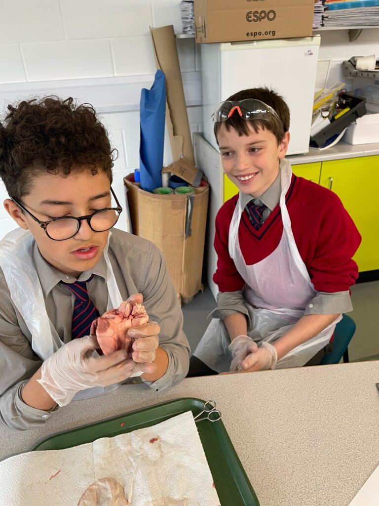 Year 6 heart dissections, Copthill School