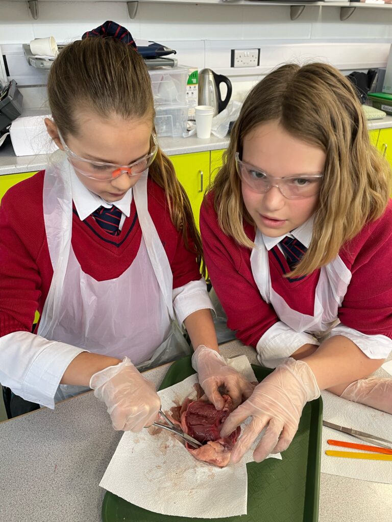 Year 6 heart dissections, Copthill School