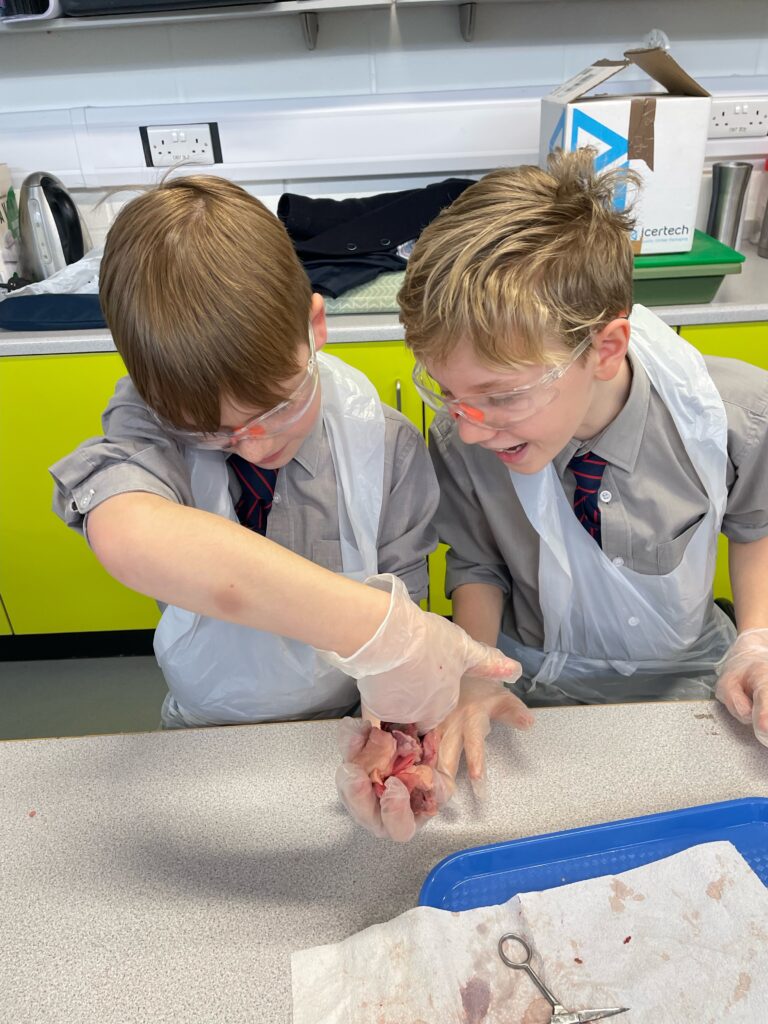 Year 6 heart dissections, Copthill School