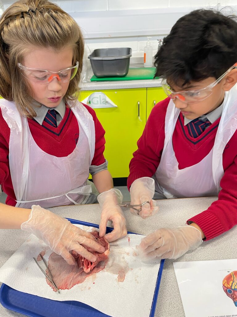 Year 6 heart dissections, Copthill School