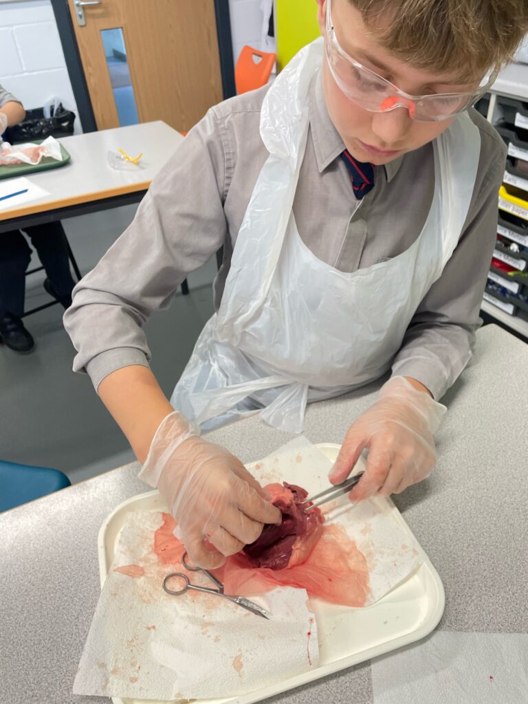 Year 6 heart dissections, Copthill School