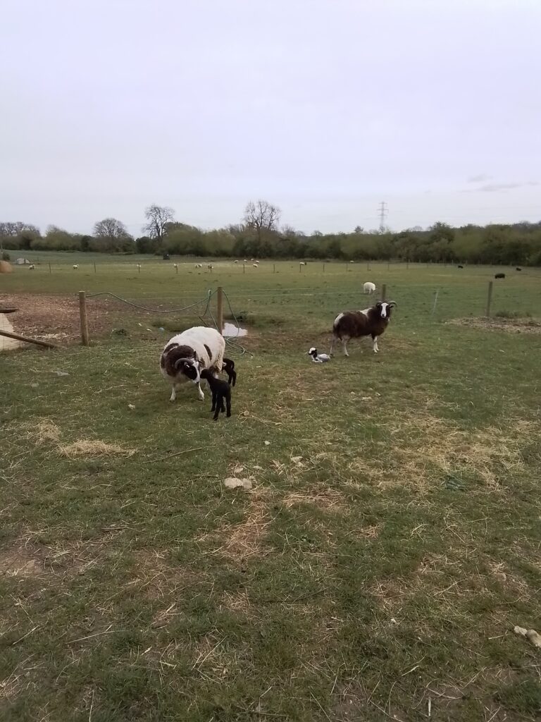 Spring and New Life!, Copthill School