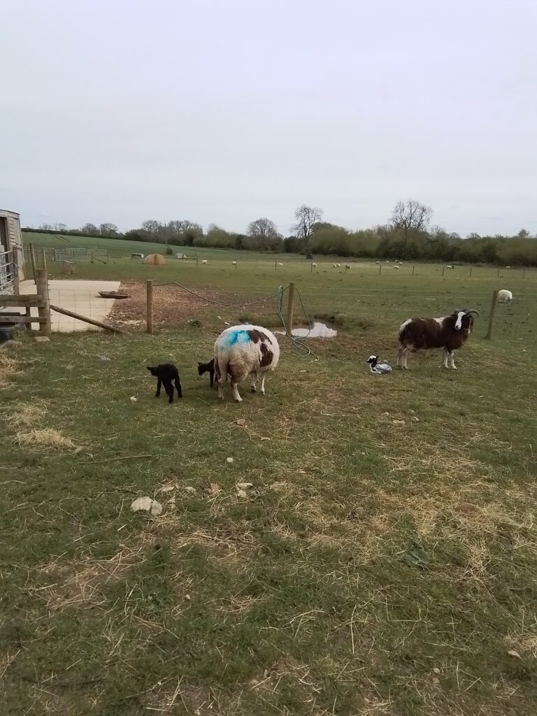 Spring and New Life!, Copthill School