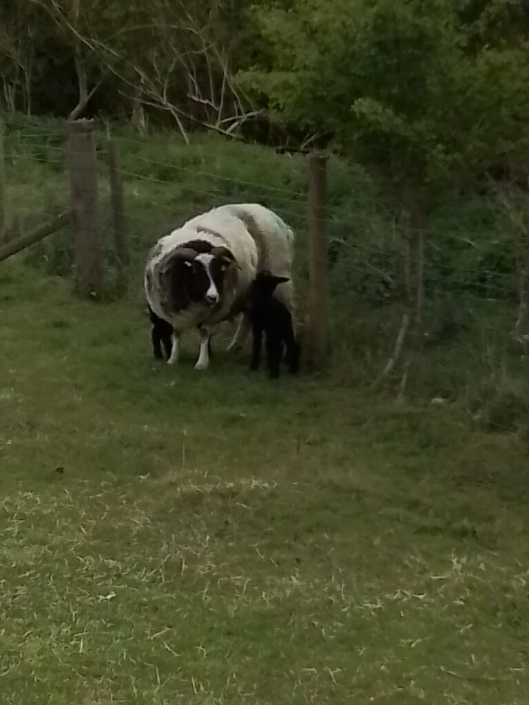 Spring and New Life!, Copthill School