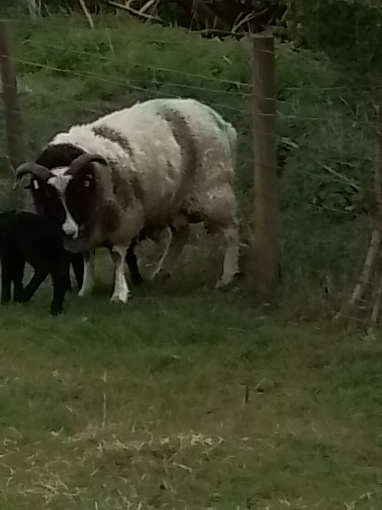 Spring and New Life!, Copthill School