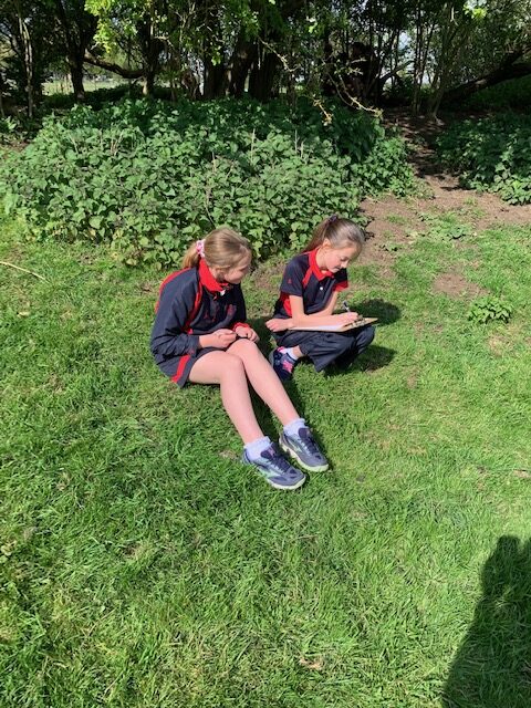 Y6 nature poetry, Copthill School