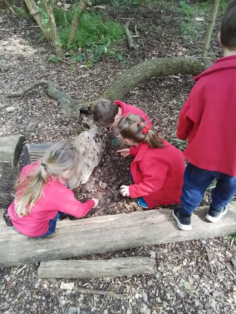 Knots and Minibeast Hunting in the Forest!, Copthill School