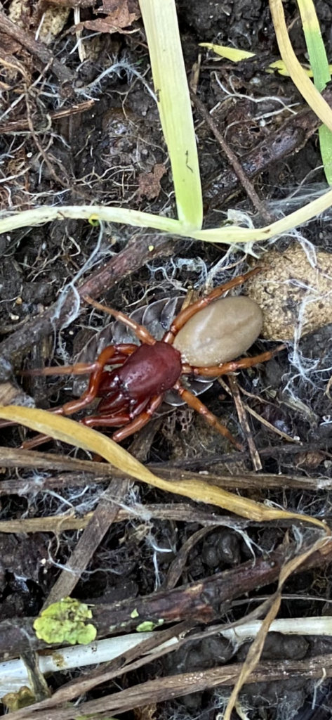 Bug explorers and newt saviours!, Copthill School