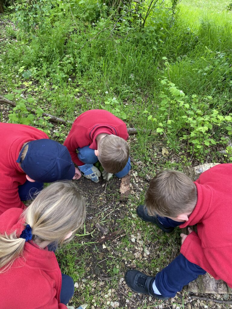 Bug explorers and newt saviours!, Copthill School