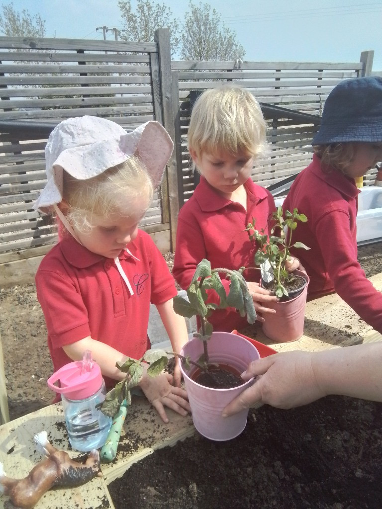 Herb Garden, Copthill School