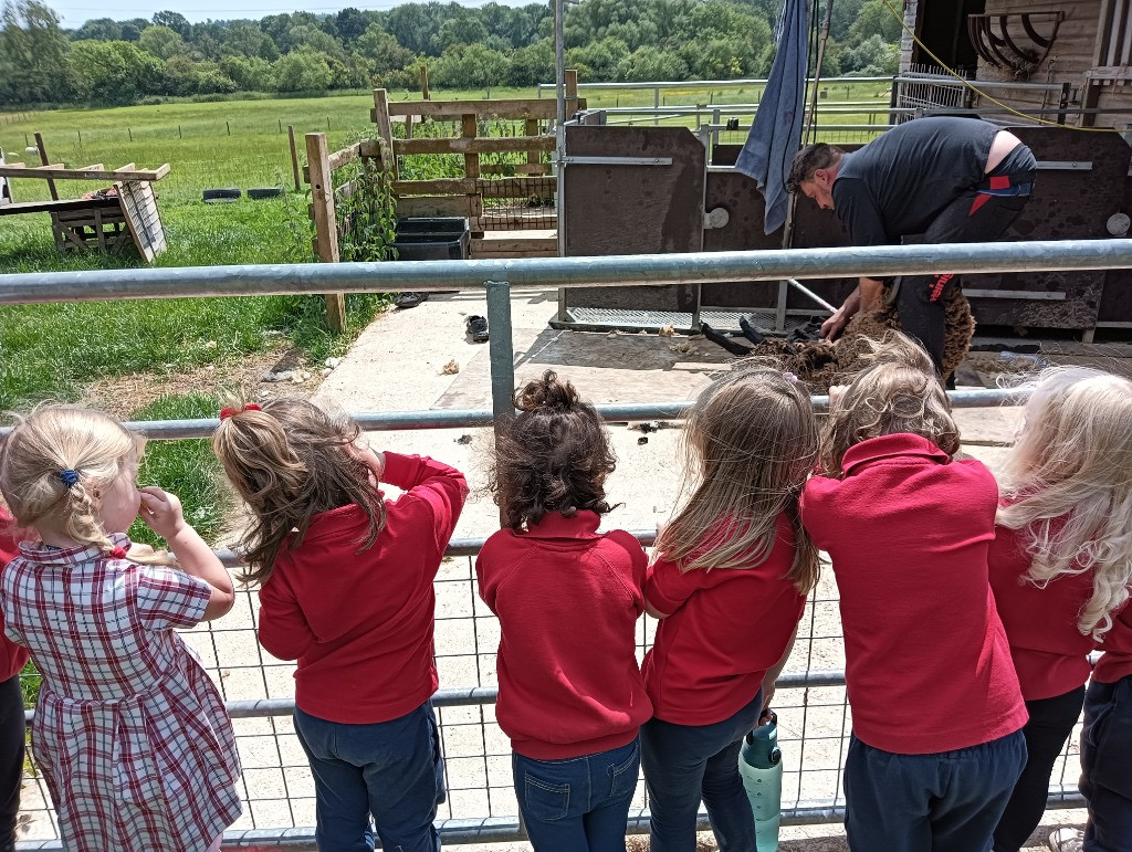 Sheep Shearing, Copthill School