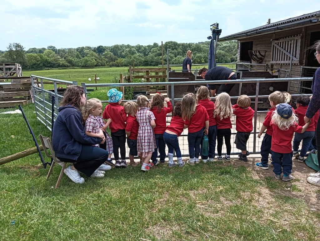 Sheep Shearing, Copthill School