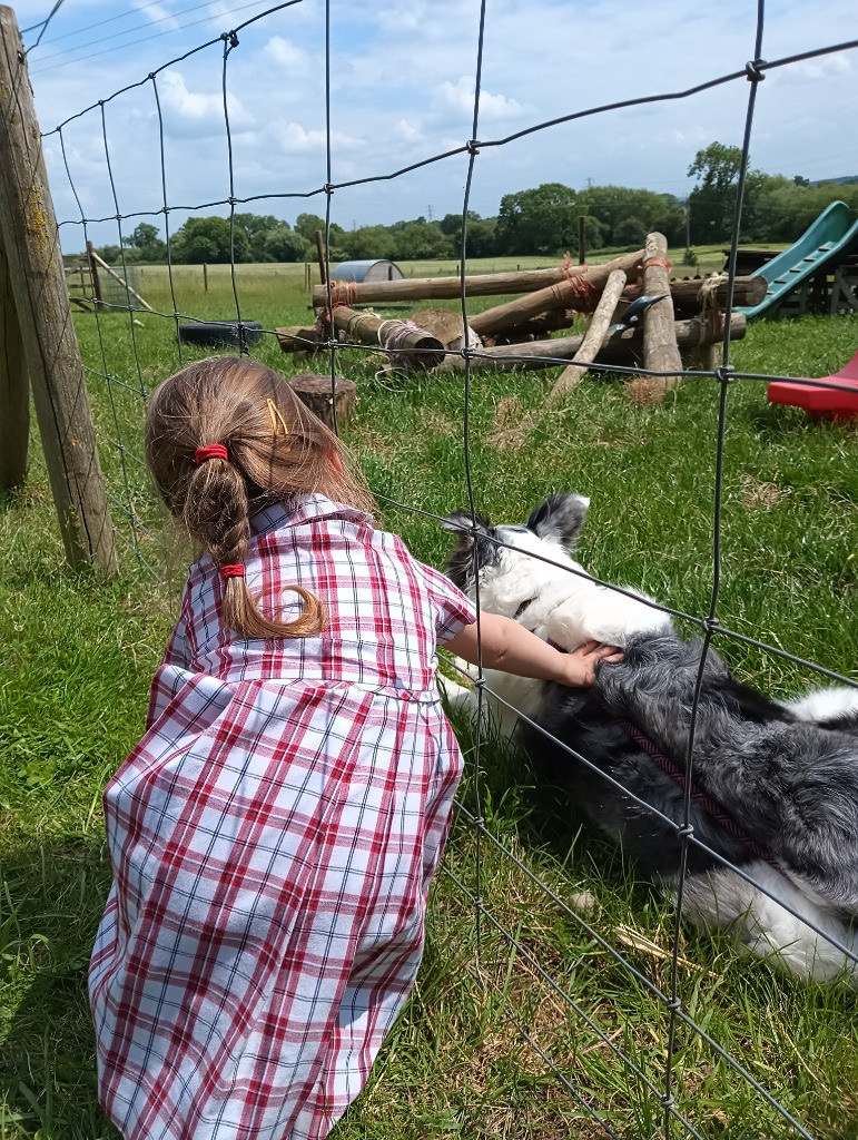 Sheep Shearing, Copthill School