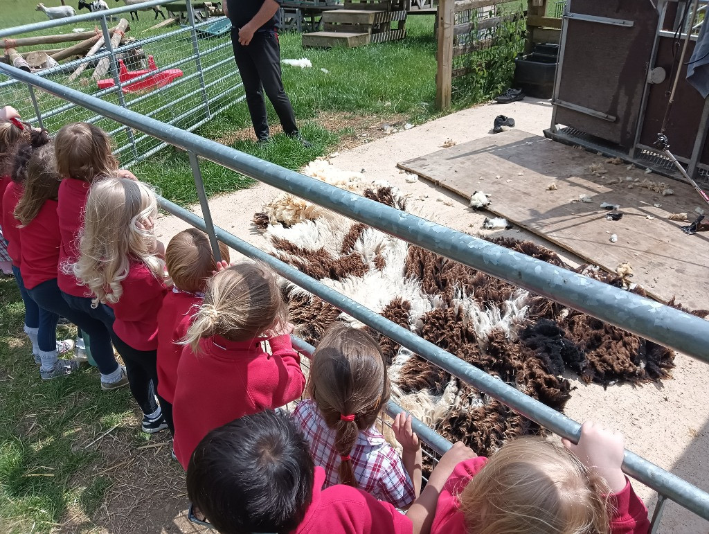 Sheep Shearing, Copthill School