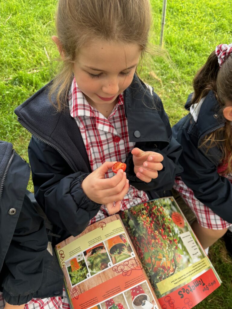 Tomato seeds&#8230;watch this space!, Copthill School