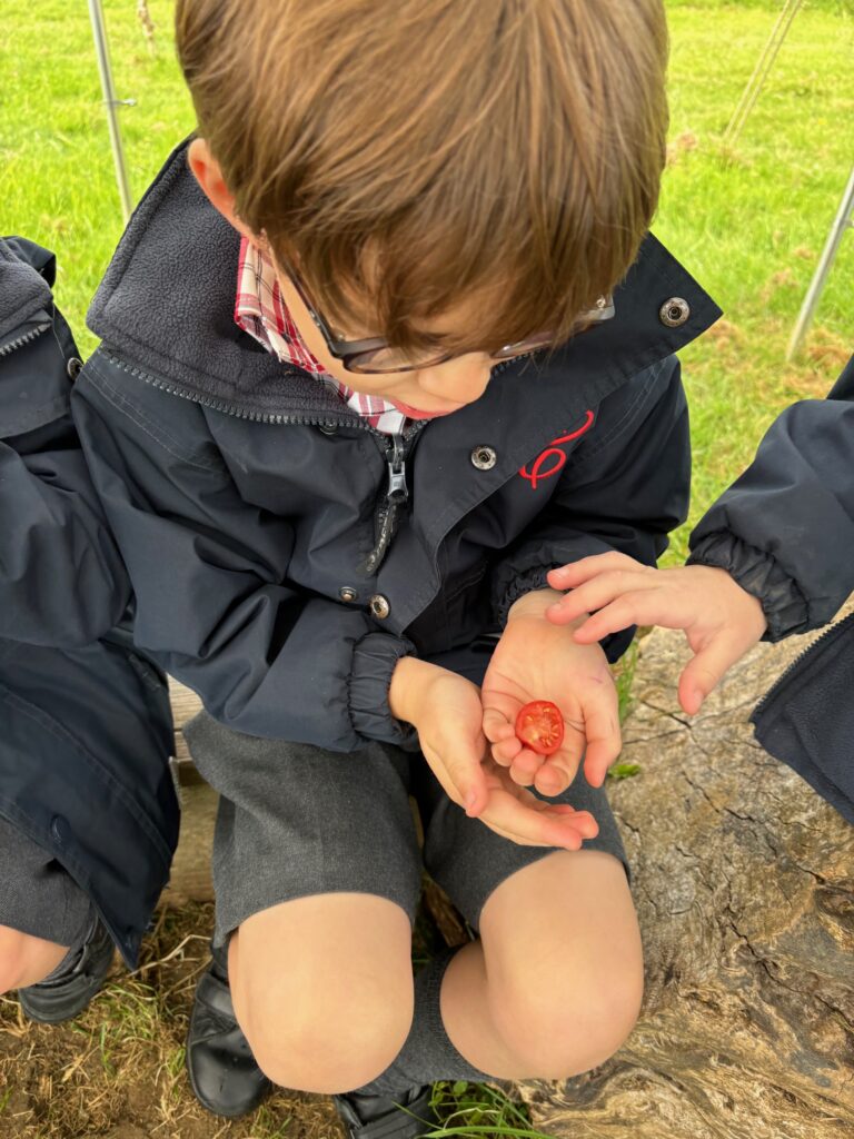 Tomato seeds&#8230;watch this space!, Copthill School