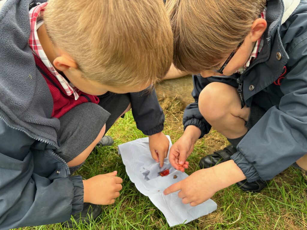 Tomato seeds&#8230;watch this space!, Copthill School