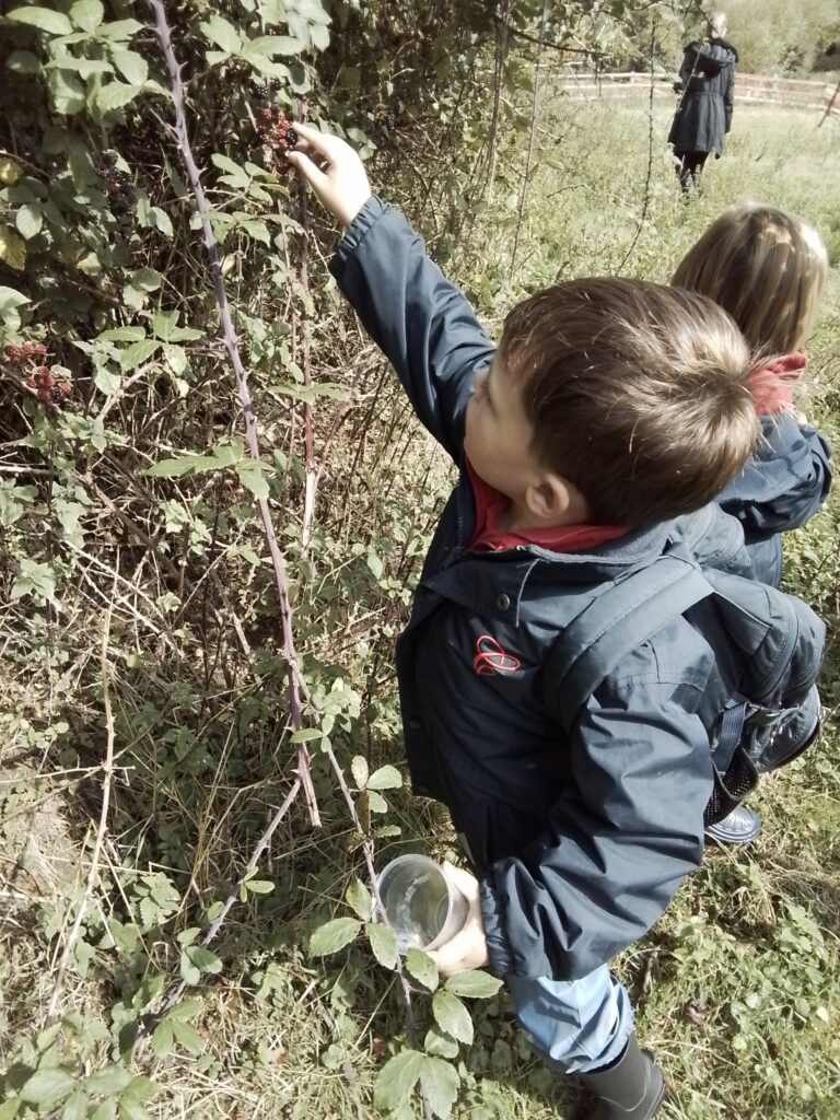 Blackberry Picking, Farming and Voting!, Copthill School