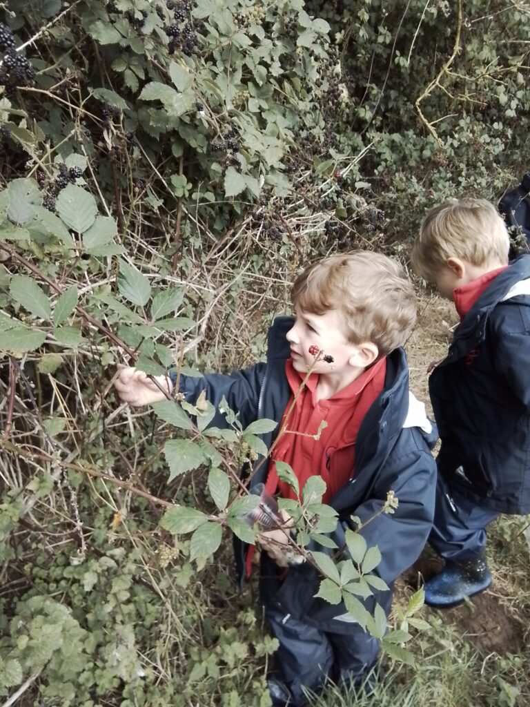 Blackberry Picking, Farming and Voting!, Copthill School