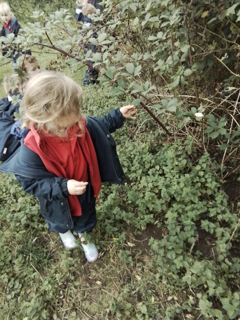 Blackberry Picking, Farming and Voting!, Copthill School